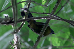 Mitrospingus cassinii