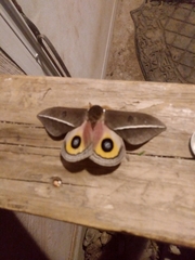 Automeris zephyria