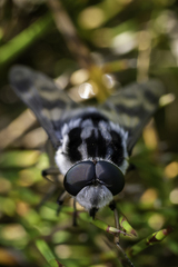 Pelecorhynchidae