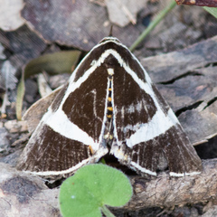 Fodina ostorius