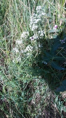 Clematis lathyrifolia