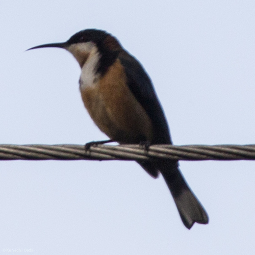 Acanthorhynchus tenuirostris