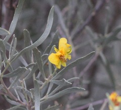 Senna phyllodinea