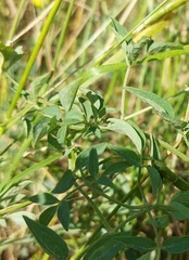 Clematis lathyrifolia