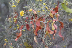 Senna phyllodinea