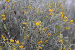 Senna phyllodinea