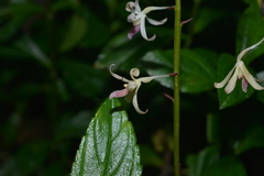 Dipodium squamatum
