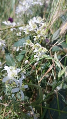 Clematis lathyrifolia