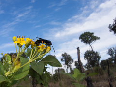 Pygodasis ephippium ephippium