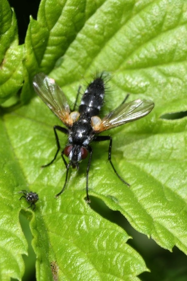 Bristle Flies from Pilisborosjenő, 2097 Hungary on June 13, 2021 at 10: ...