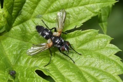 Gastrolepta anthracina