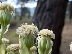 Psacalium platylepis