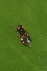 Odontomyia ornata