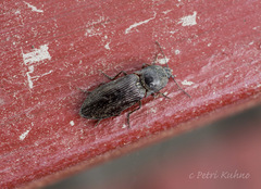 Paraphotistus impressus