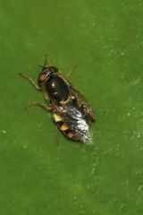Odontomyia ornata