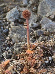 Acaena saccaticupula