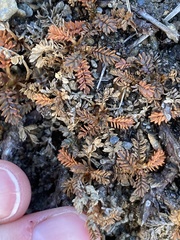 Acaena saccaticupula