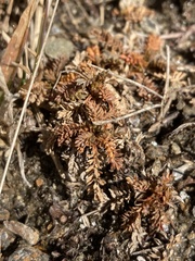 Acaena saccaticupula