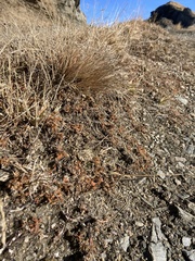 Acaena saccaticupula