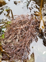 Odonthalia floccosa