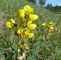 Thermopsis divaricarpa