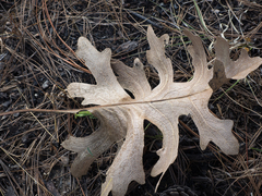 Psacalium platylepis