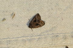 Ogdoconta altura