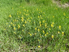 Thermopsis divaricarpa
