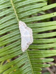 Scopula propinquaria