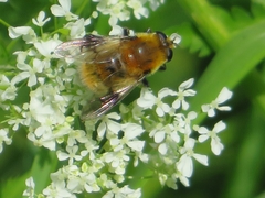 Merodon equestris