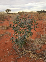 Crotalaria cunninghamii