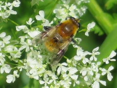 Merodon equestris