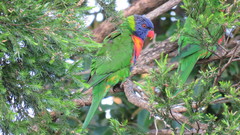 Trichoglossus moluccanus