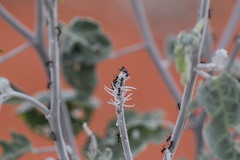 Crotalaria cunninghamii