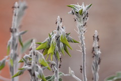 Crotalaria cunninghamii