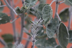 Crotalaria cunninghamii