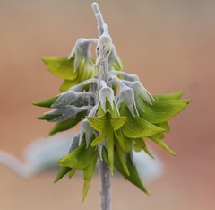 Crotalaria cunninghamii