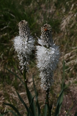 Asphodelus macrocarpus