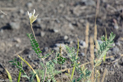 Astragalus inopinatus