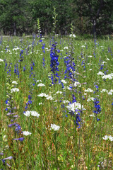 Delphinium distichum