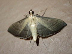 Bradina admixtalis