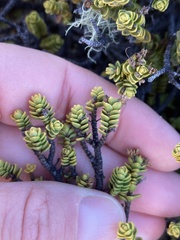 Veronica buchananii