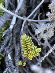 Veronica buchananii