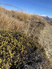 Veronica buchananii