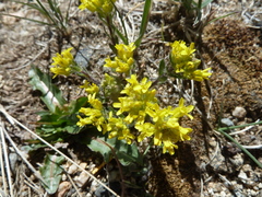 Draba streptocarpa