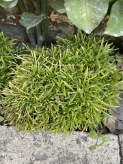 Ophiopogon japonicus