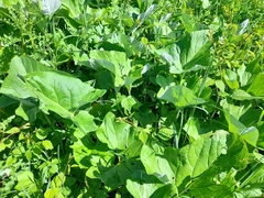 Petasites spurius