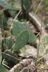 Opuntia anahuacensis