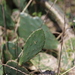 Opuntia anahuacensis - Photo (c) David Sarkozi, algunos derechos reservados (CC BY-NC), uploaded by David Sarkozi