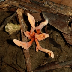Clavulinopsis sulcata